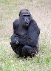 gorilla