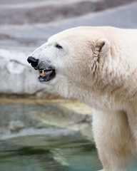 polar bear