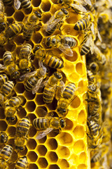 Macro of working bee on honeycells