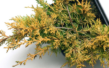 Juniperus chinensis Plumosa Aurea - obrazy, fototapety, plakaty