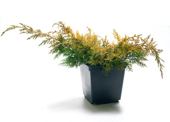 Juniperus chin. Plumosa Aurea in a pot, Isolated on white