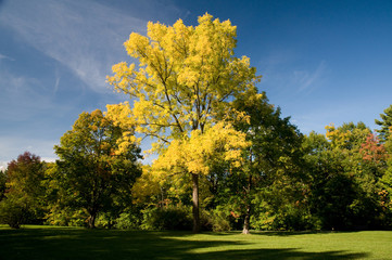 Fototapeta premium park jesienią