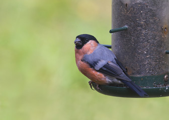 Bullfinch (Pyrrhula pyrrhula)