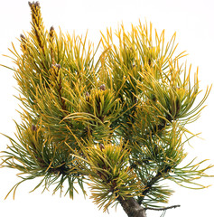 Pinus mugo Winter Gold, Isolated on white