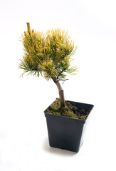 Pinus mugo Winter Gold in a pot, Isolated on white - obrazy, fototapety, plakaty