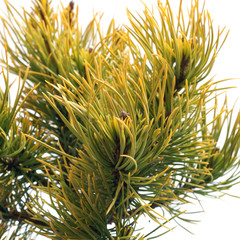 Pinus mugo Winter Gold, Isolated on white - obrazy, fototapety, plakaty