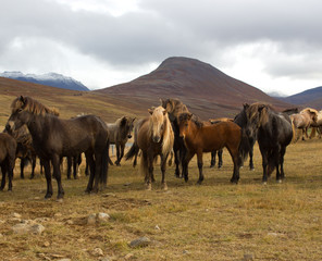 Obraz premium Islandpferde