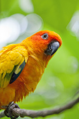 Closeup of a colorful and exotic parrot.