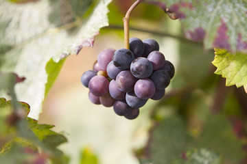 Fototapeta premium Grapes in vineyard