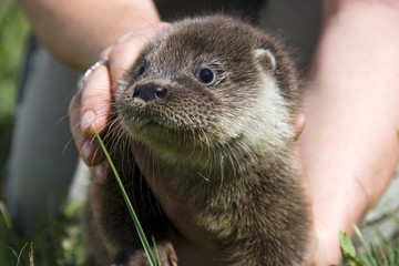 European otter (Lutra lutra lutra) in a wildlife rescue center