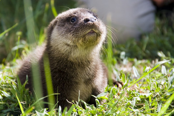 European otter (Lutra lutra lutra) in a wildlife rescue center