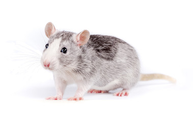 cute little rat on white background