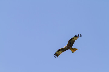 Red Kite  (Milvus-milvus)