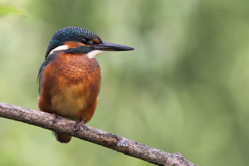 Eisvogel (Alcedo atthis)