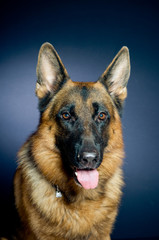 German shepherd on dark background