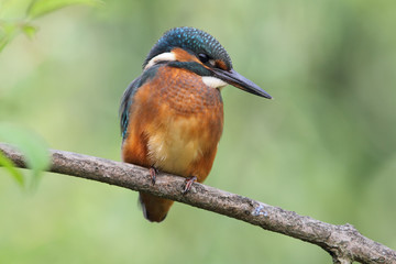 Eisvogel (Alcedo atthis)