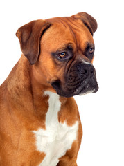 Obraz premium Beautiful Boxer dog