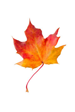 dry red autumn maple leaf