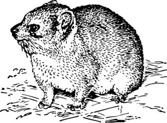 Rodent on the ground