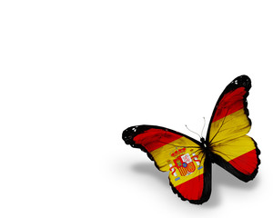 Spanish flag butterfly, isolated on white background