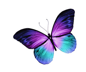 Blue butterfly, isolated on white background - obrazy, fototapety, plakaty