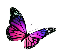 Violet butterfly, isolated on white background
