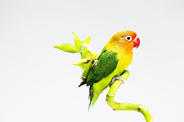 parrot and lucky bamboo