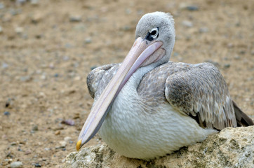 Pink-backed Pelican seating on rock
