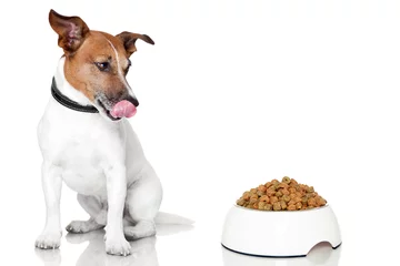 Foto op Plexiglas Grappige hond hond kom hongerige maaltijd eten
