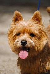 Portrait of Norwich terrier, one of the smallest terriers