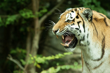 Tiger closeup