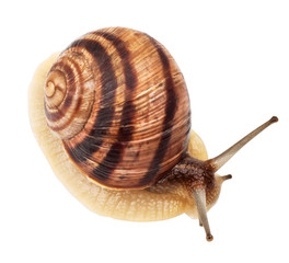 Garden Snail
