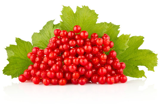 Red Berry With Green Leaves