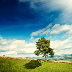 Obraz premium tree on the meadow