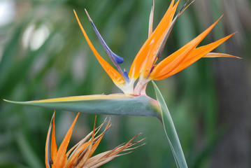 STRELITZIA REGINAE. AVE DEL PARA&Iacute;SO 
