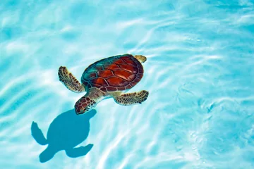 Crédence de cuisine en verre imprimé Tortue Bébé tortue dans l& 39 eau