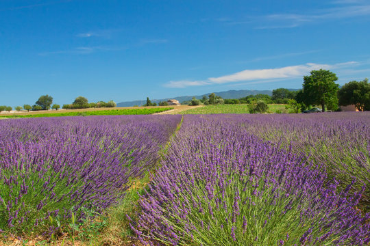 View of the landscape with lavender field