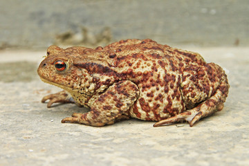 Rust-colored toad