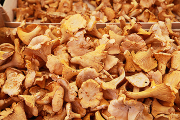 Pfifferlinge auf dem Markt