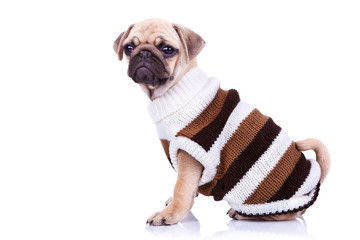 little mops puppy wearing clothes