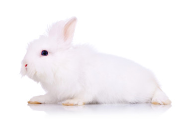 adorable white bunny