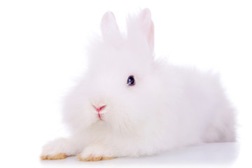 white fluffy rabbit looking at the camera
