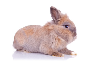 fluffy brown bunny