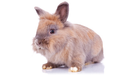 brown rabbit looking curious
