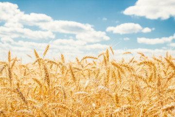 Fototapeta na wymiar Gold wheat field and blue sky