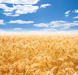 Gold wheat field and blue sky