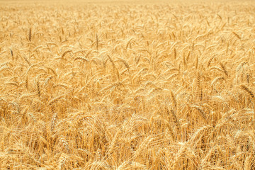 Gold wheat field