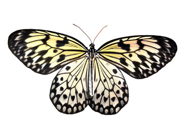 White Tree Nymph
