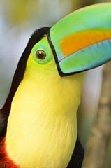 Obraz premium Rainbow toucan