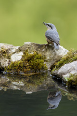 Sittelle torchepot au bord de l'eau